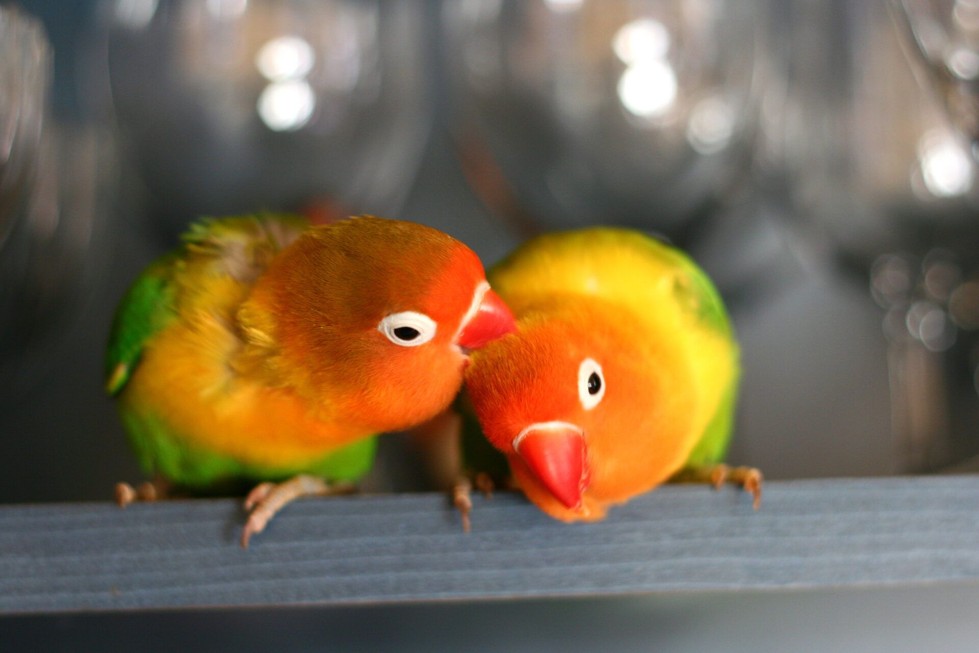 Why is it important to know the sex of your bird?