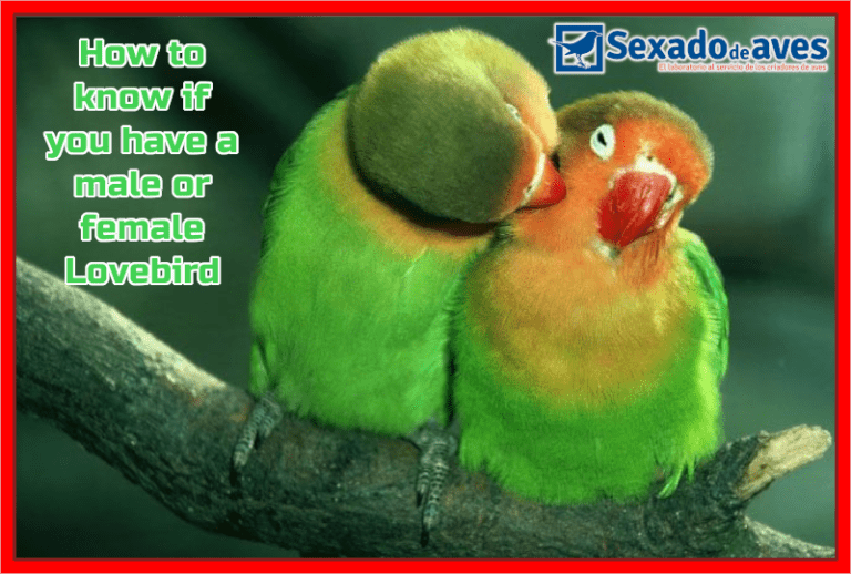 How To Know If You Have A Male Or Female Lovebird 