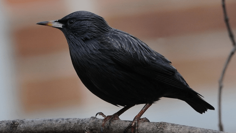 The Most Common Birds