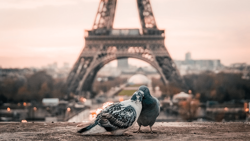 aves más comunes en la ciudad de parís