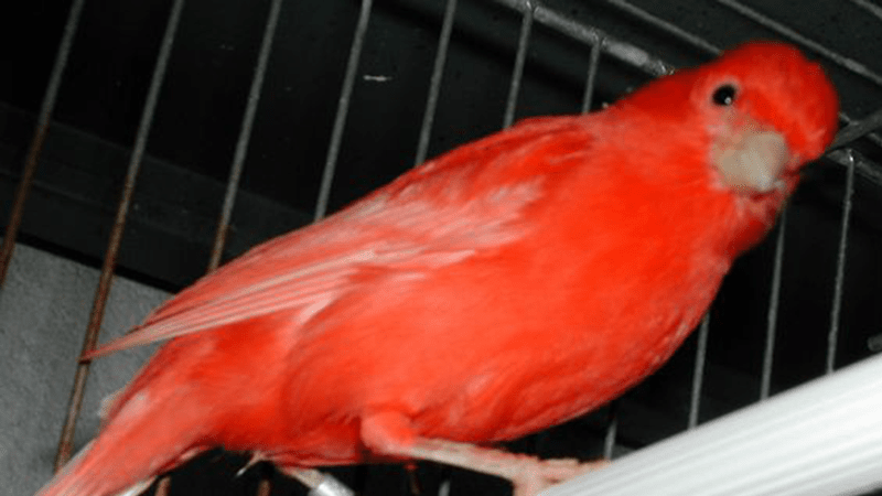Canari rouge (lipocromique)