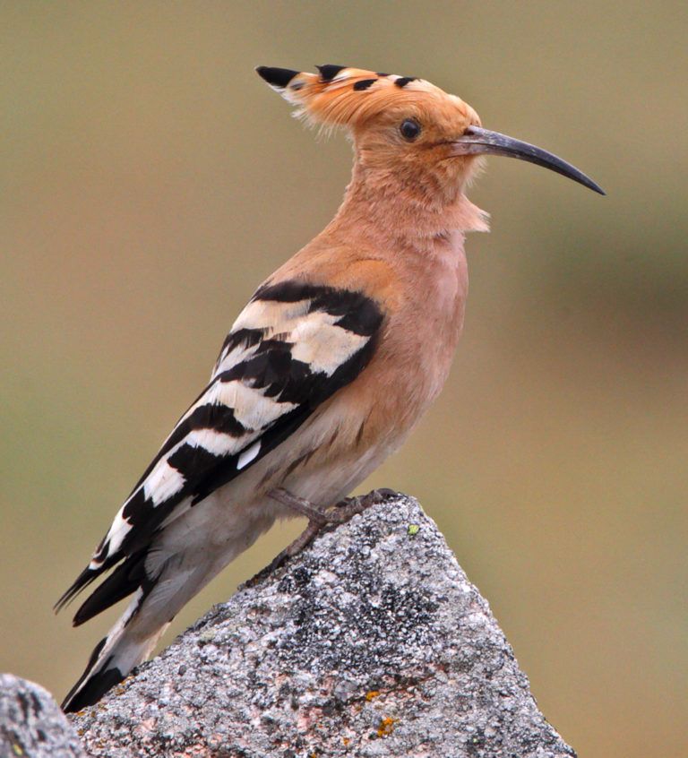 the-most-common-birds-in-spain-what-are-they