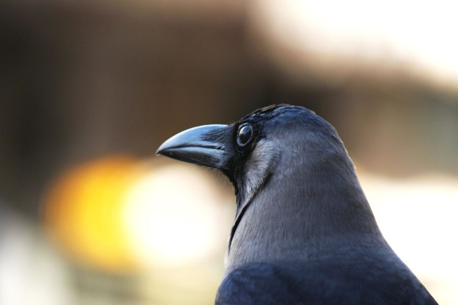 L'intelligence du corbeau 