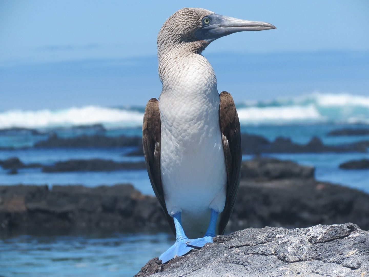 Aves en peligro de extinción