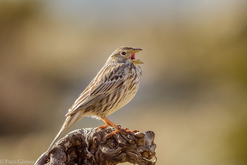 The most common birds in Spain