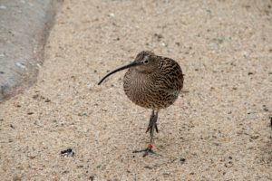 Aves más comunes en Oceanía