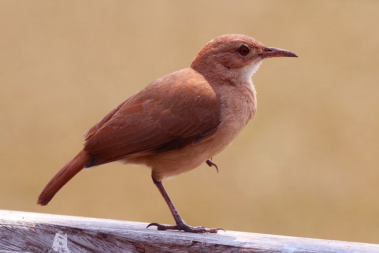 Aves más comunes en América