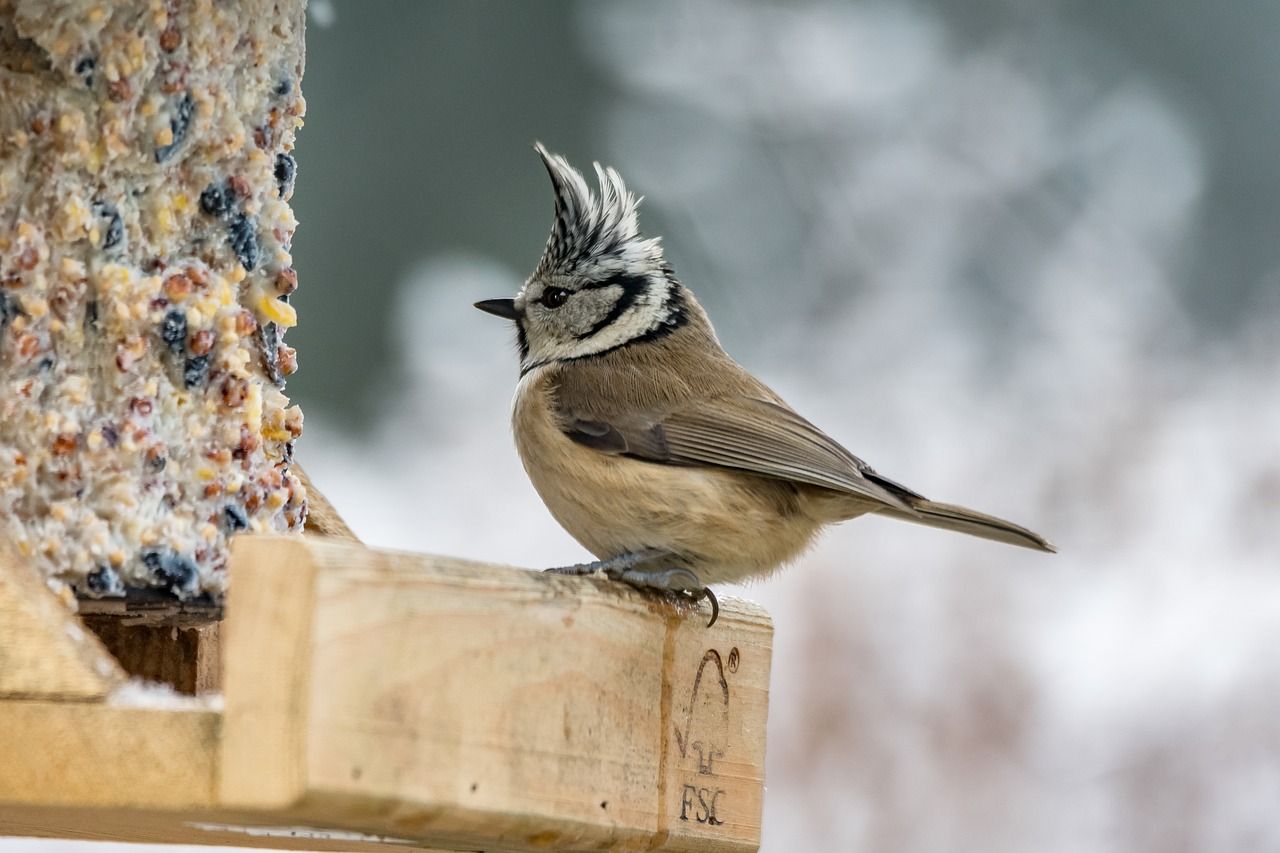 The Most Common Birds In Europe