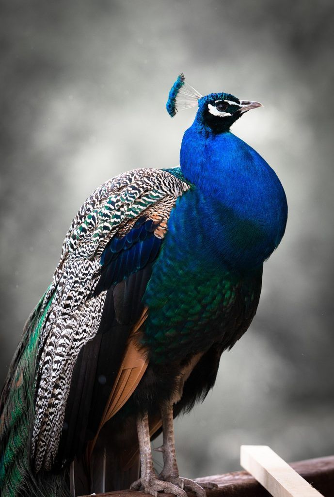 Comedia de enredo inicial Ventana mundial De qué depende el color de las plumas - aViblog - El mejor contenido para  los amantes de las aves